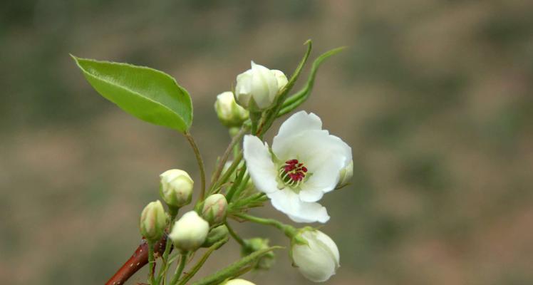 梨花几月份开花（有关梨花花期简介）