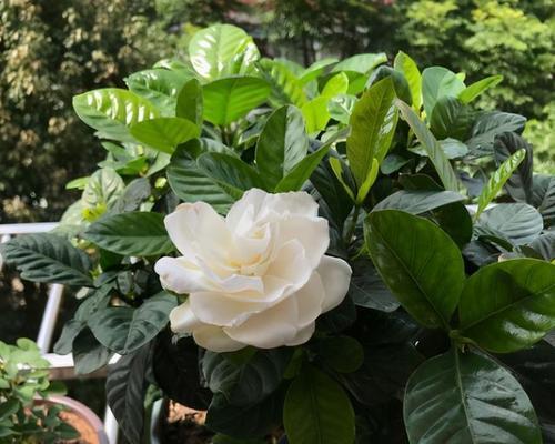 好养的小型花卉有哪些（适合新手的花卉介绍）