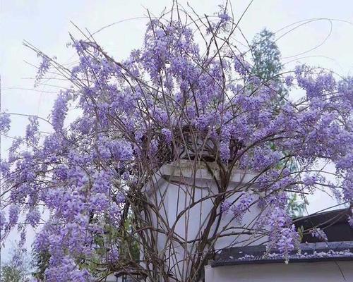 楼顶种什么植物好（适合爬墙的藤蔓植物推荐）