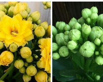 四季开花的花都有哪些（盘点五种四季常开的花）