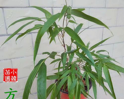 小型观赏竹子有哪些品种（盘点六种常见的竹子品种）