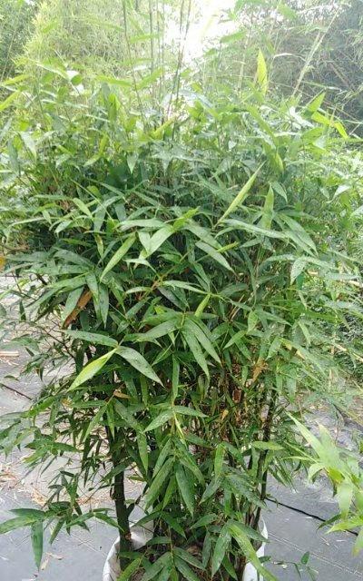小型观赏竹子有哪些品种（盘点六种常见的竹子品种）