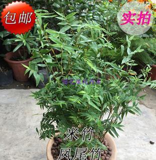 小型观赏竹子有哪些品种（盘点六种常见的竹子品种）
