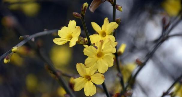 迎春花如何修剪（迎春花的修剪方法和时间）