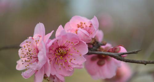 美人梅几月开花（美人梅的养殖方法和注意事项）