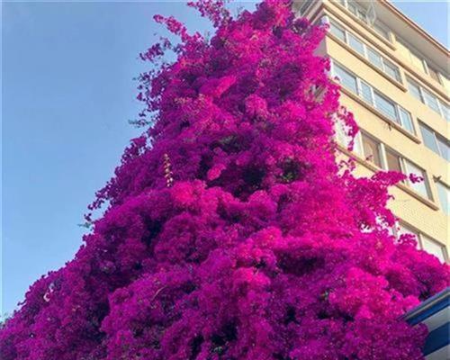 三角梅怎么养才能开花（三角梅的养护知识）
