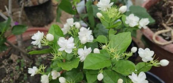 茉莉花花期有多长（了解茉莉的开花时间）