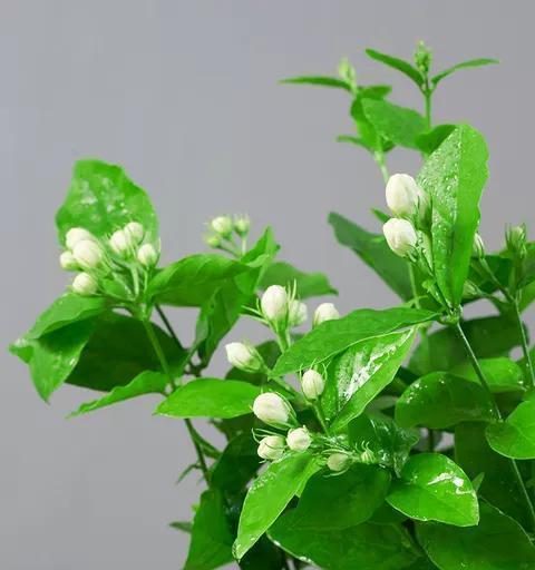 茉莉花什么季节开（观赏茉莉花花期简介）