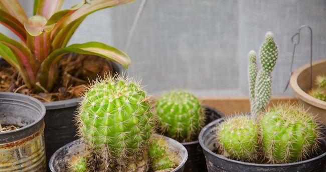 植物最不喜欢什么光（盘点十大不喜欢光照的植物）