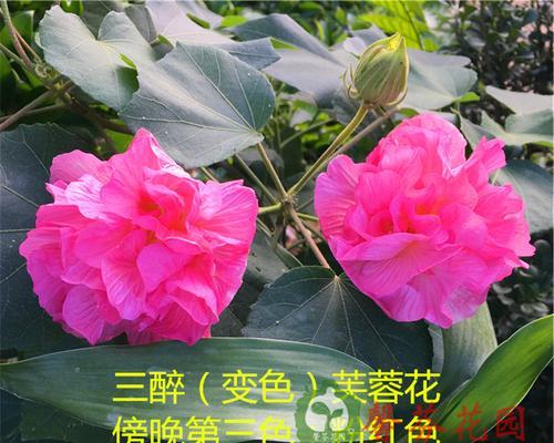 芙蓉花怎么养殖方法（芙蓉花的种植方法和注意事项）