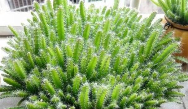 火龙果阳台盆栽怎么种（详解火龙果种植技术与管理）