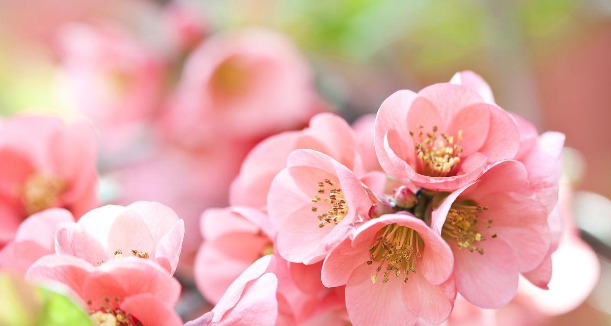 春天有什么花开得好（春天代表性的花）