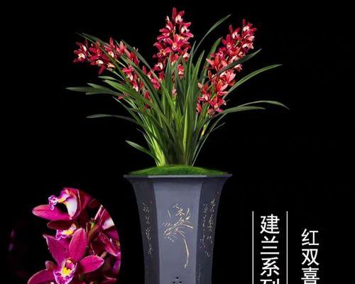 室内养的花卉排名（打造温馨室内花园的）