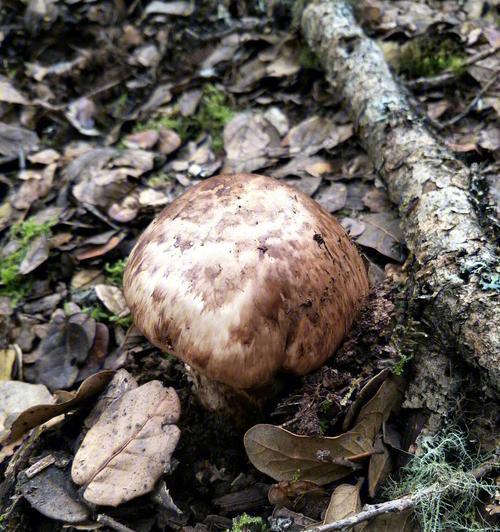 松茸生长在什么地方（松茸生长环境介绍）