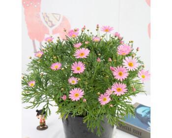 小雏菊的养殖方法（培育美丽的小雏菊花园）