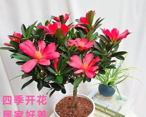 四季茶花哪种好养（值得养的四季茶花品种推荐）