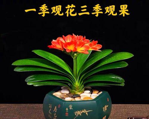 怎样养植君子兰（详解君子兰的日常管理要点）