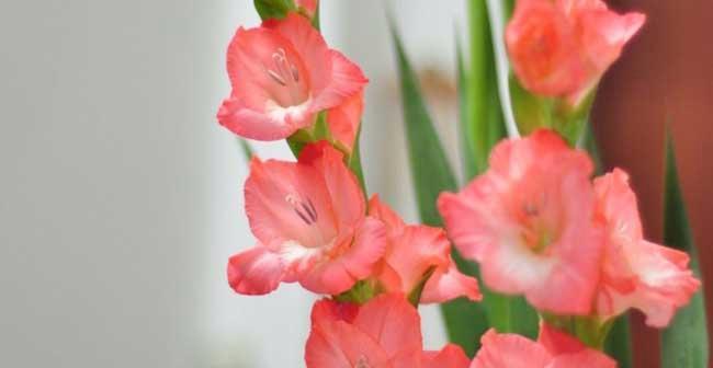 唐菖蒲怎么养殖（唐菖蒲种植技术要点）
