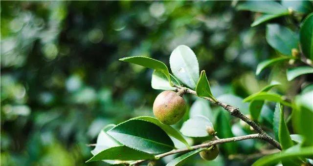 茶油树种几年可以结果（详解茶油的种植与管理）