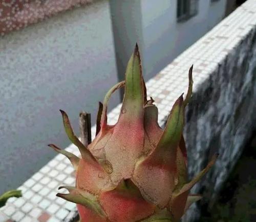 火龙果怎样种植才能结果（火龙果的种植技术和方法）