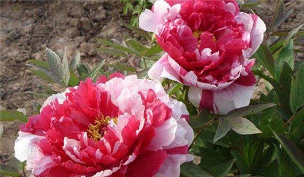 牡丹花什么时候开花（有关牡丹花的花期时间）
