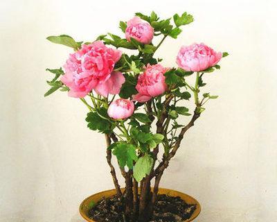 牡丹花什么时候开花（有关牡丹花的花期时间）