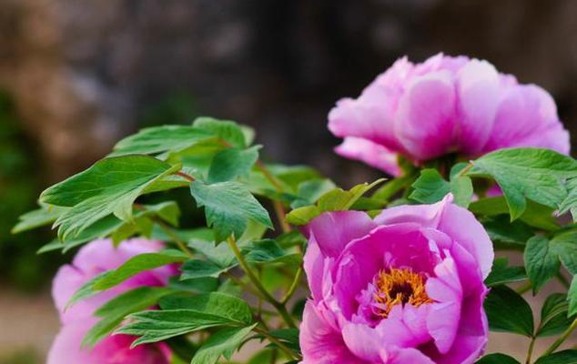 牡丹花什么时候开花（有关牡丹花的花期时间）
