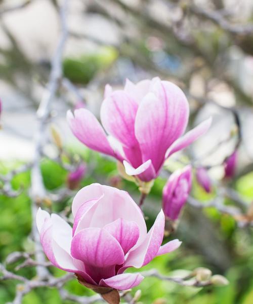 玉兰花树几年才能开花（玉兰花花期简单介绍）