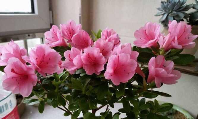 杜鹃花在家里怎样才能养好（详解杜鹃的养护知识）