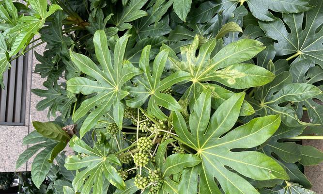 八角金盘开花吗（八角金盘养殖方法讲解）