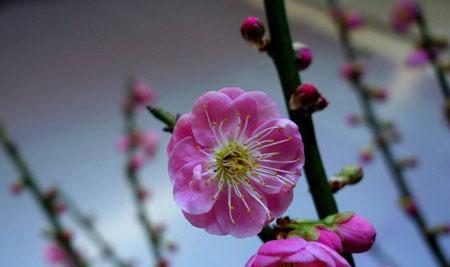 梅花的特点是什么（关于梅花的资料简介）