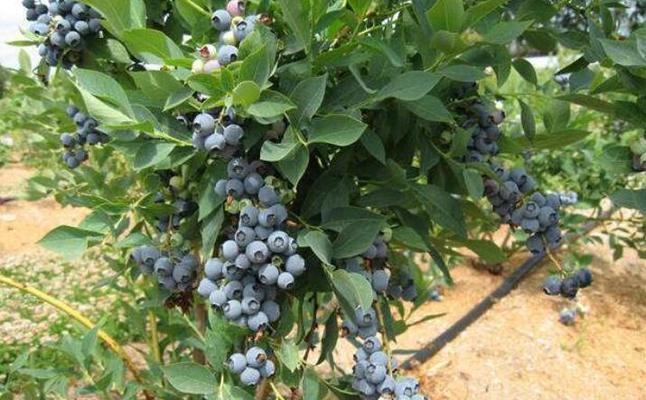 怎么让蓝莓树长得旺盛（蓝莓树的栽培技术与管理）