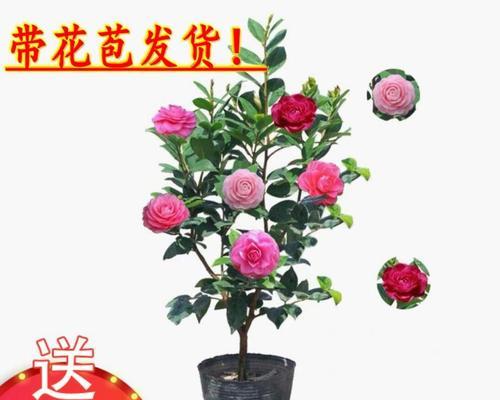 盆栽茶花怎么养（详解茶花的养护技巧）