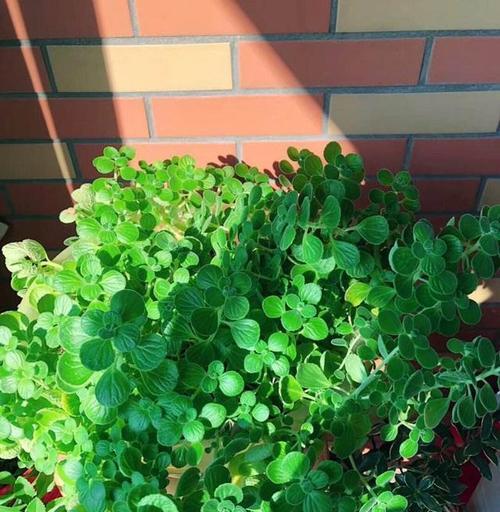 怎样种花才能种得好（掌握植物的栽培技术）