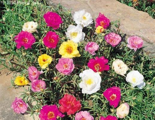 太阳花什么时候种（太阳花种子种植方法和时间）