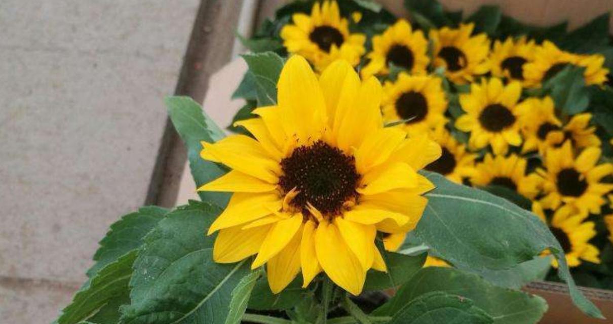 太阳花什么时候种（太阳花种子种植方法和时间）
