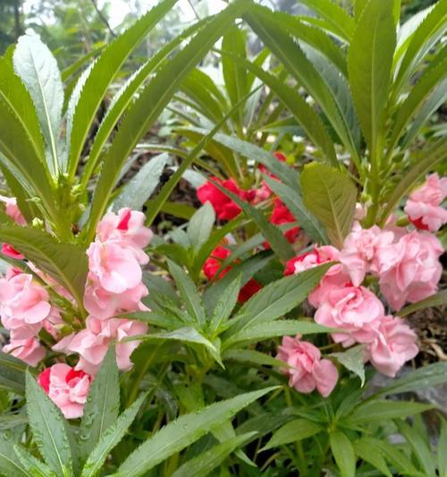凤仙花怎么养（凤仙花的养护小窍门）