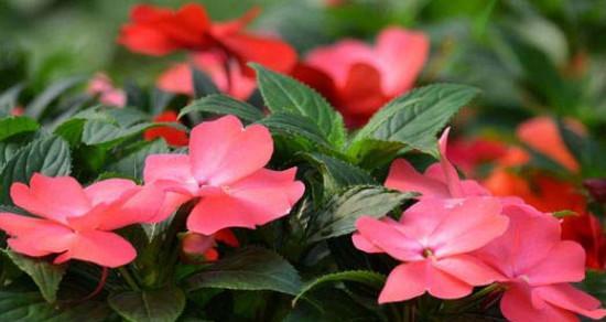 凤仙花怎么养（凤仙花的养护小窍门）
