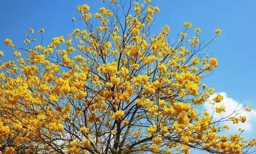 黄花风铃木多少年开花（关于黄花风铃木开花时间）
