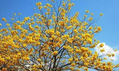 黄花风铃木多少年开花（关于黄花风铃木开花时间）