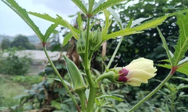 黄秋葵种植技术与管理（探讨黄秋葵种植的关键因素及管理方法）