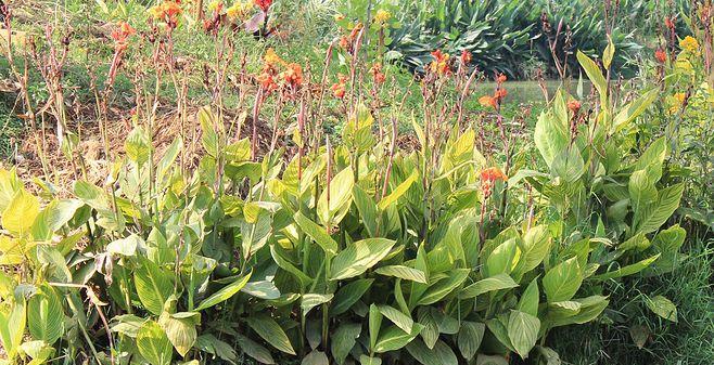 花叶美人蕉能种水里吗（美人蕉种子的种植方法讲解）