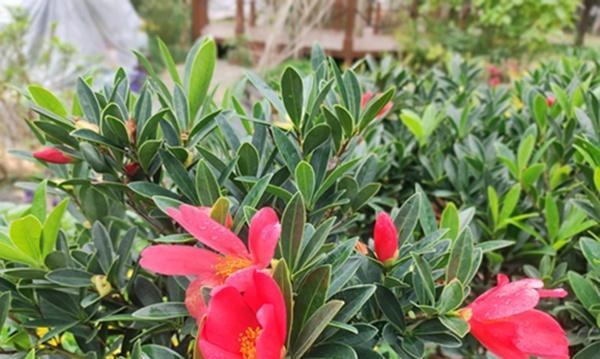 杜鹃茶花怎么养殖（详解杜鹃茶花的养护知识）