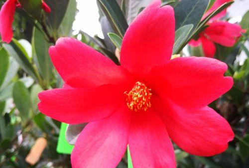 杜鹃茶花怎么养殖（详解杜鹃茶花的养护知识）