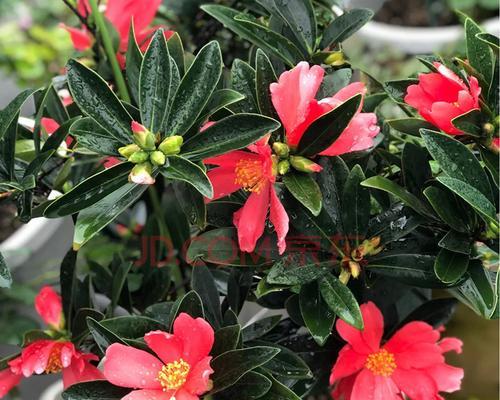 杜鹃茶花怎么养殖（详解杜鹃茶花的养护知识）