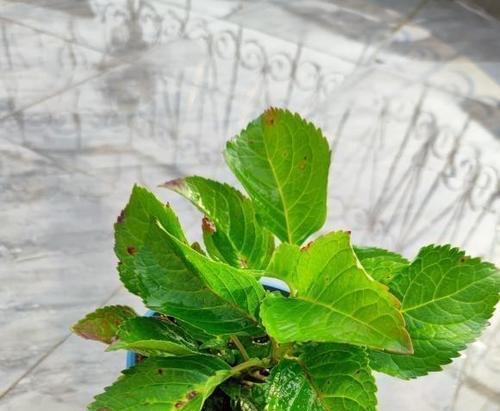 绣球花叶子蔫了还是挺立（有关绣球花干枯的解决方法）