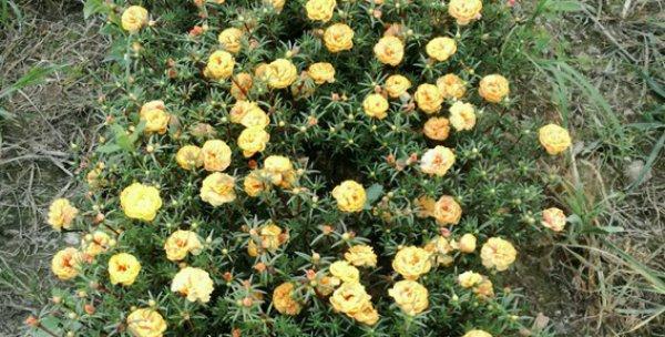 太阳花怎么种植方法（太阳花种子种植注意事项）