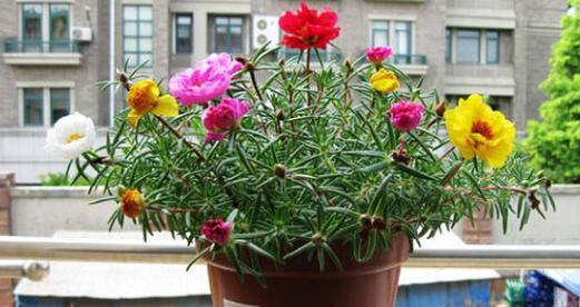 太阳花怎么种植方法（太阳花种子种植注意事项）