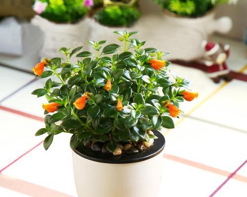 金鱼草花期多久（金鱼草花期养护要点）