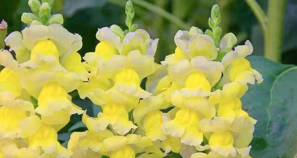 金鱼草花期多久（金鱼草花期养护要点）